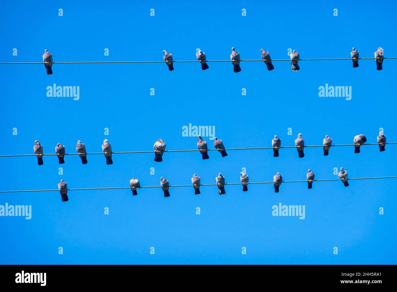 Un troupeau de pigeons qui perce sur des lignes électriques contre un ciel bleu clair Banque D'Images Un troupeau de pigeons qui perce sur des lignes électriques contre un ciel bleu clair Banque D'Images