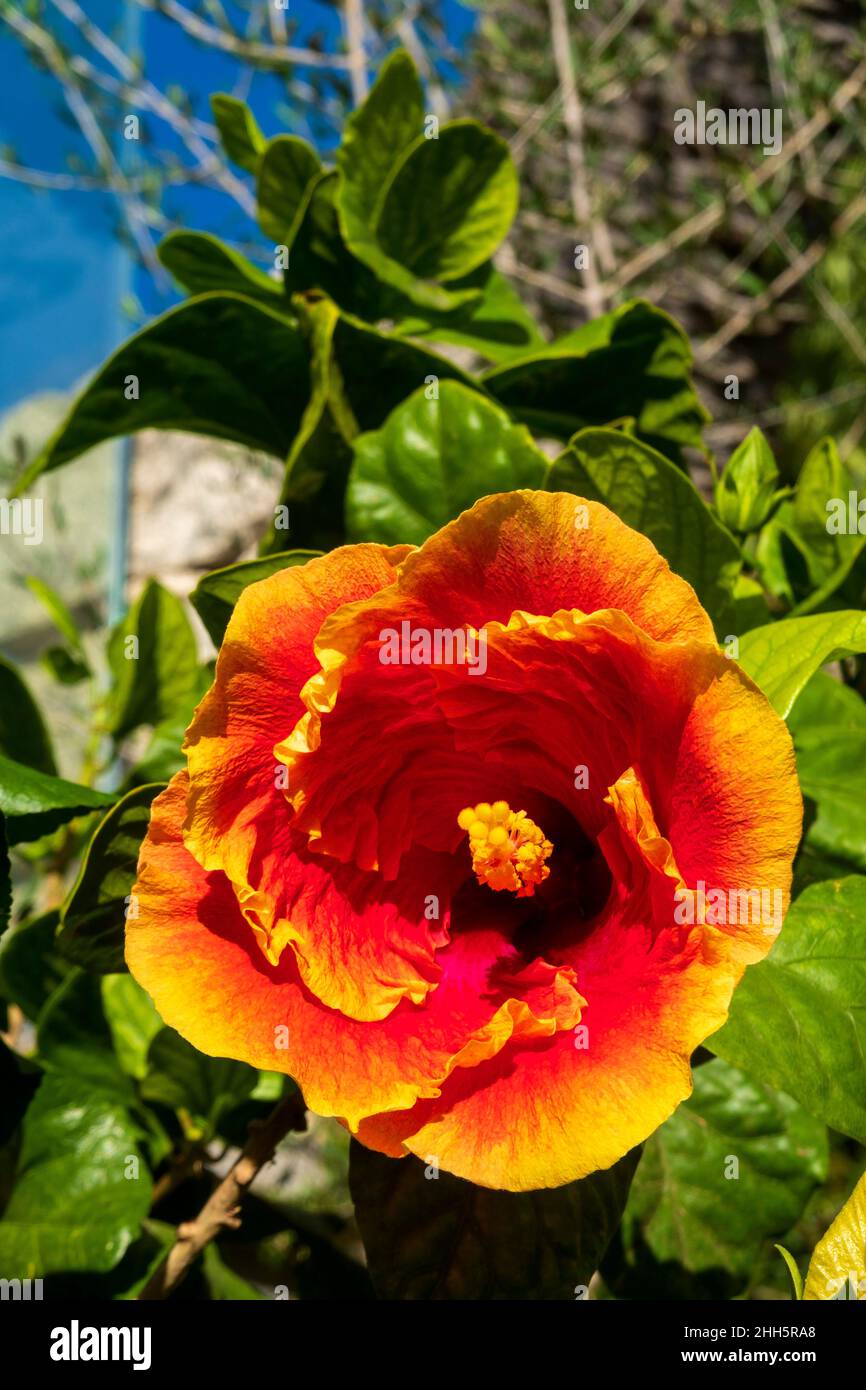 Tête de fleur d'hibiscus rouge et orange Banque D'Images