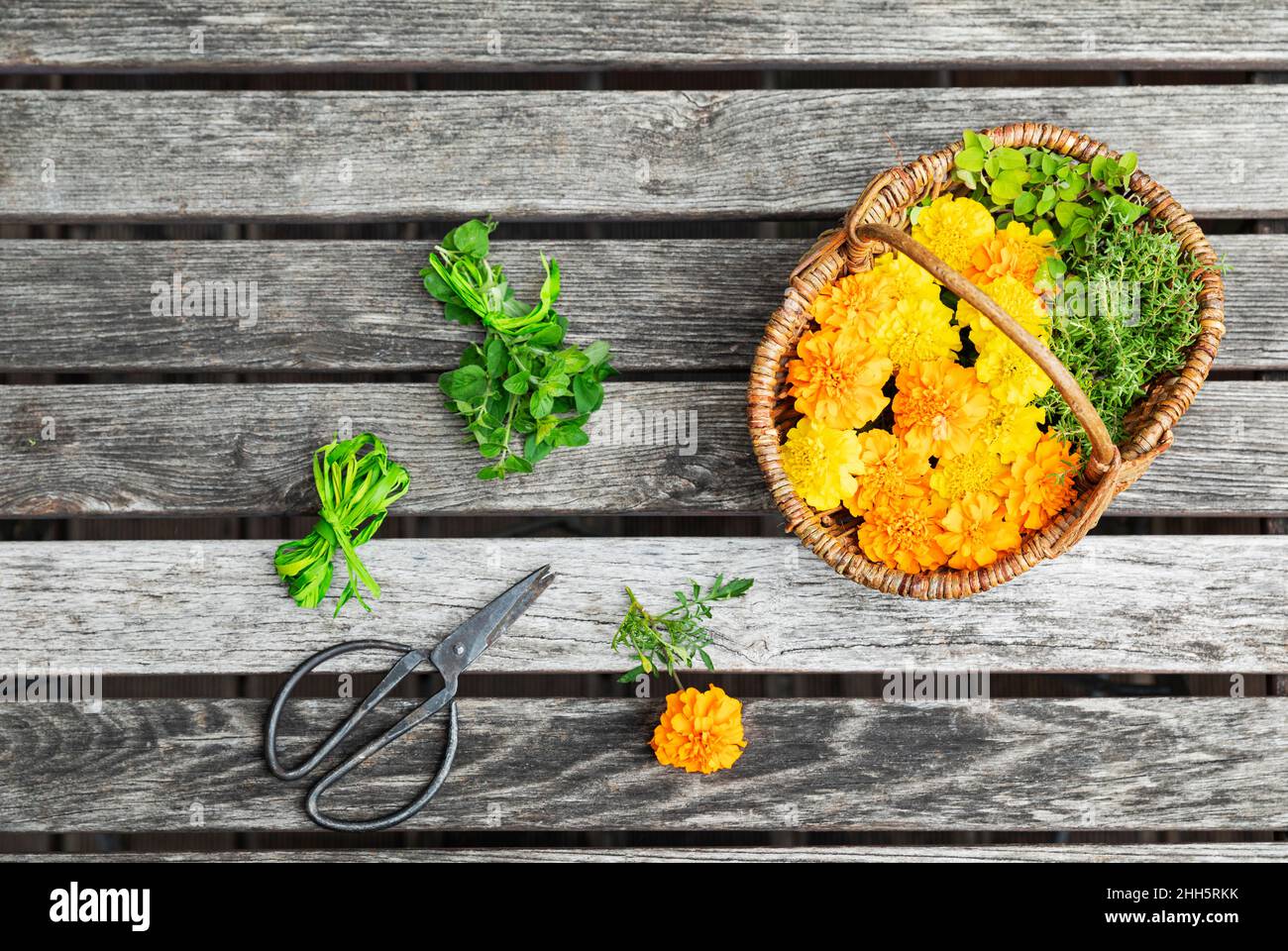 Ciseaux et panier en osier rempli d'herbes et de têtes de marigolds fleuris Banque D'Images