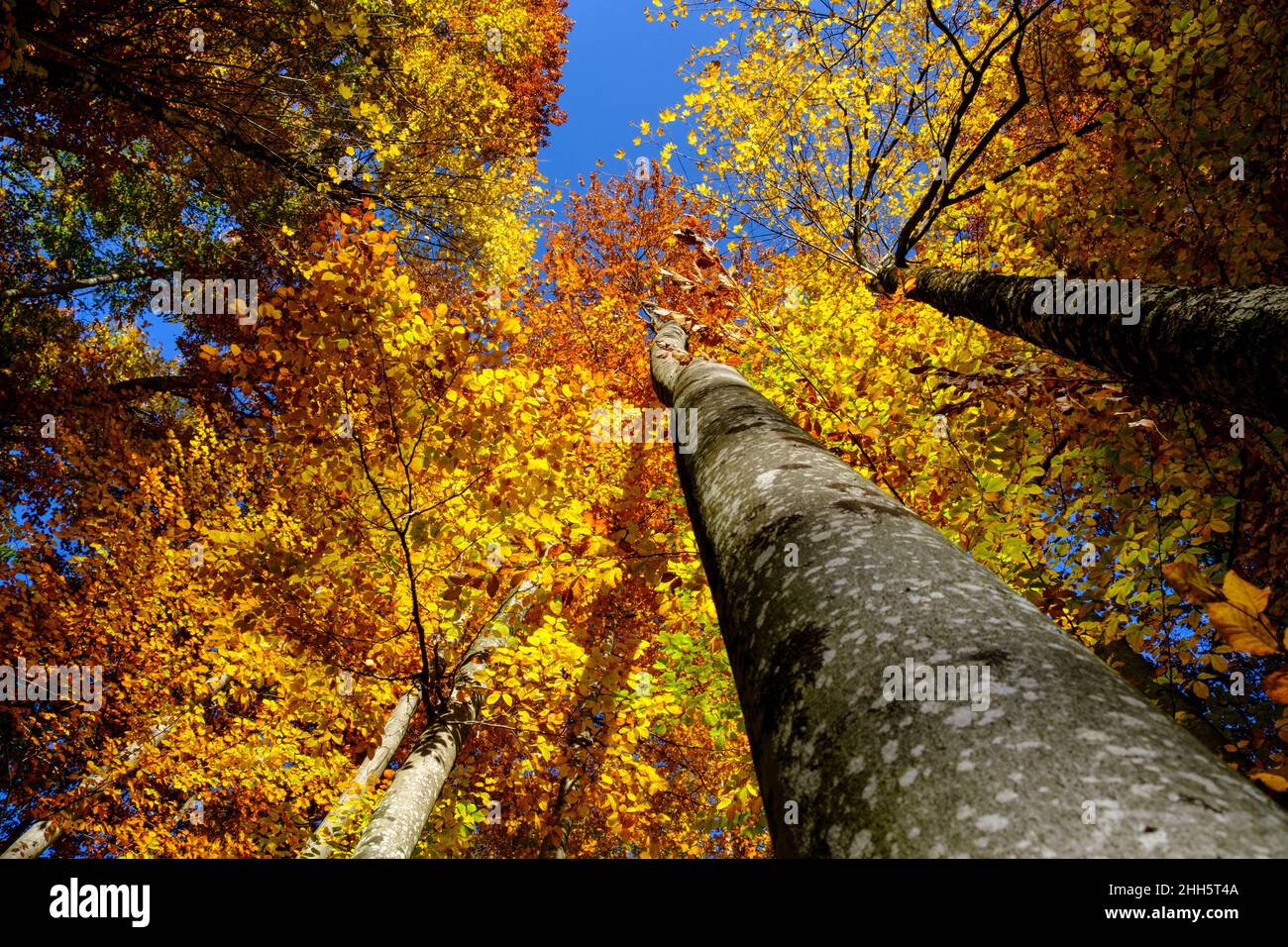 Ciel de hêtre d'automne Banque D'Images