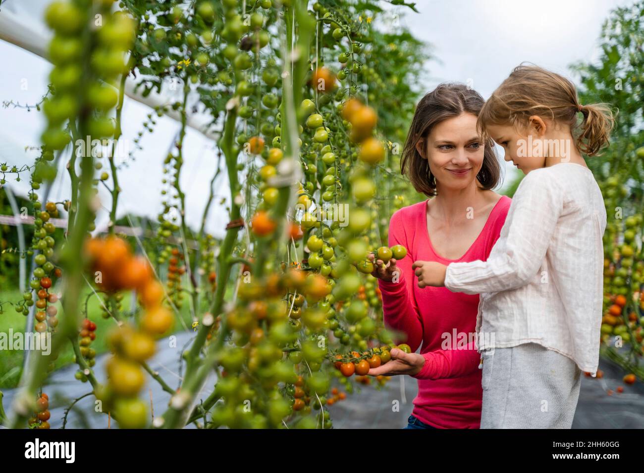 Mère et fille cueillant des tomates dans un potager Banque D'Images
