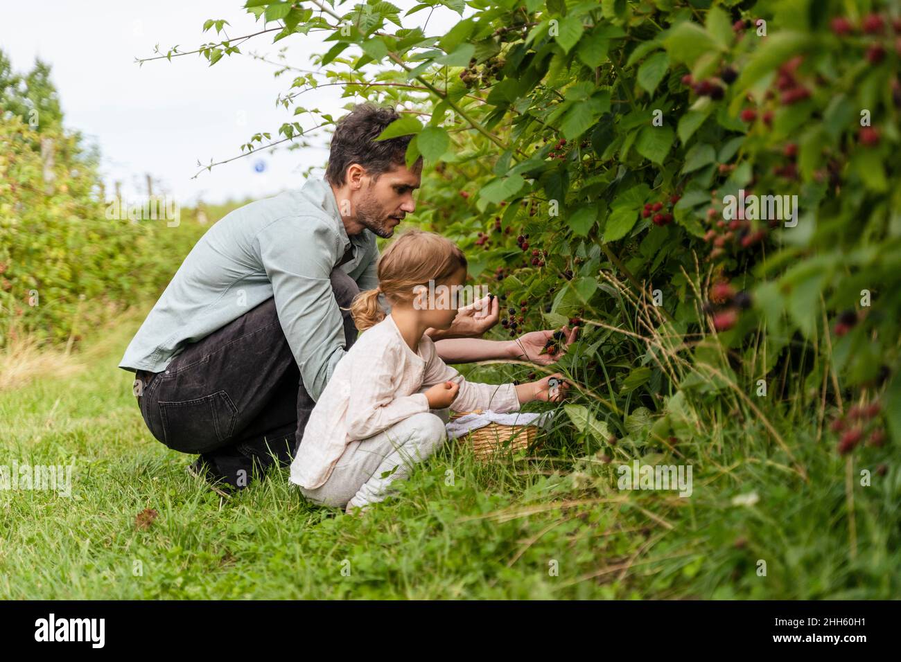 Père et fille cueillant des baies dans le verger Banque D'Images
