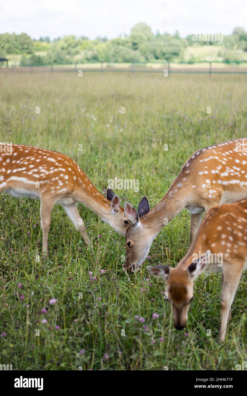 Cerf brun paître dans le champ Banque D'Images
