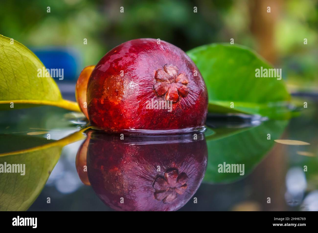 Gros plan du mangoustan dans l'eau avec réflexion sur le fond de la nature.Reine de fruits.(Garcinia mangostana Linn.) Banque D'Images