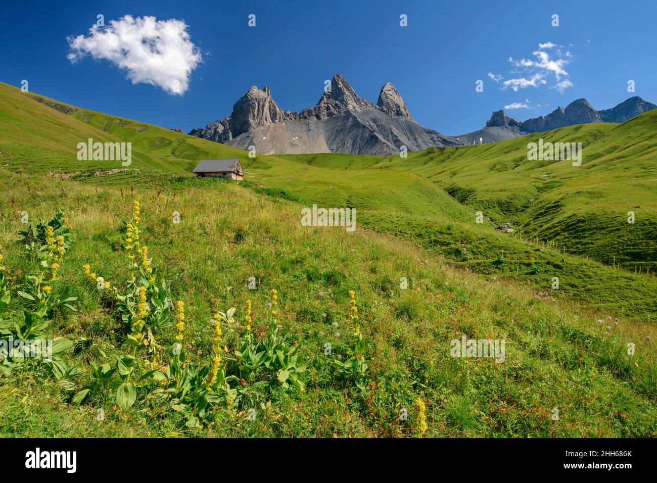 Gentiane jaune sur paysage vert avec la célèbre montagne le jour ensoleillé, France Banque D'Images