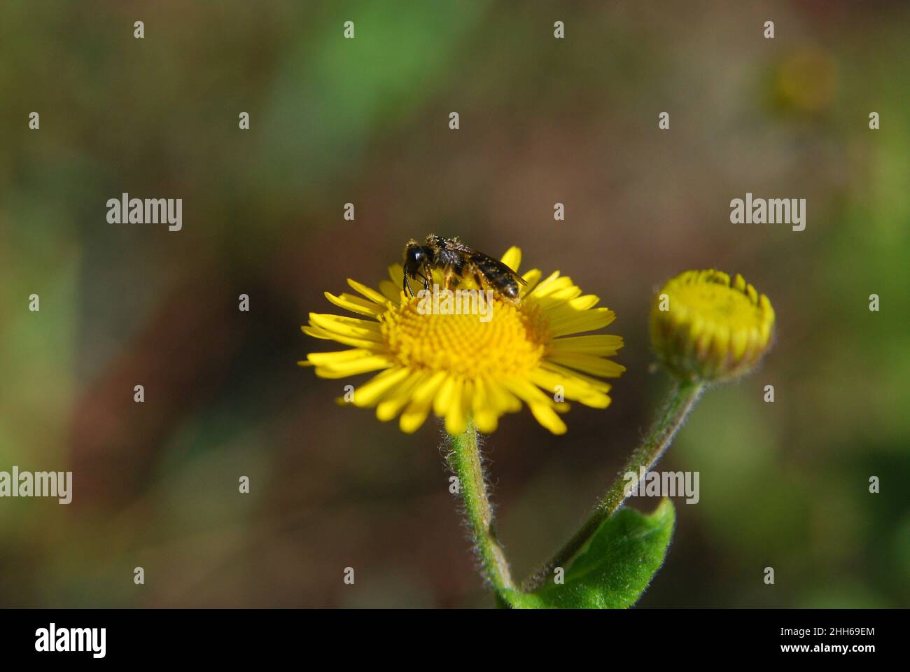Abeille sur une fleur, gros plan. Banque D'Images
