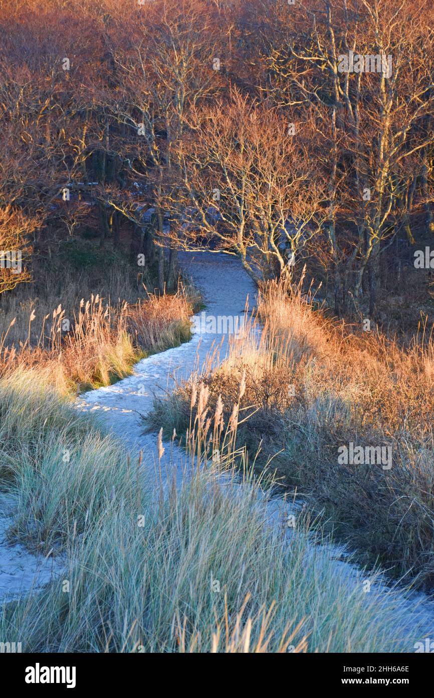 Chemin vers la plage à travers les dunes de Prerow Weststrand, Darss National Park, Mecklenburg, Allemagne Banque D'Images