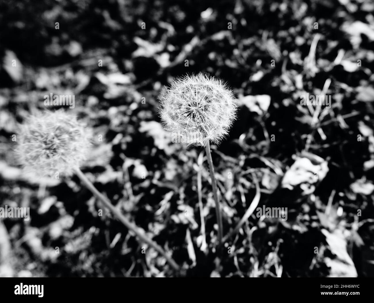Deux fleurs de pissenlit mortes recouvertes de graines contrastent avec le sol recouvert de feuilles. Photo noir et blanc. Banque D'Images
