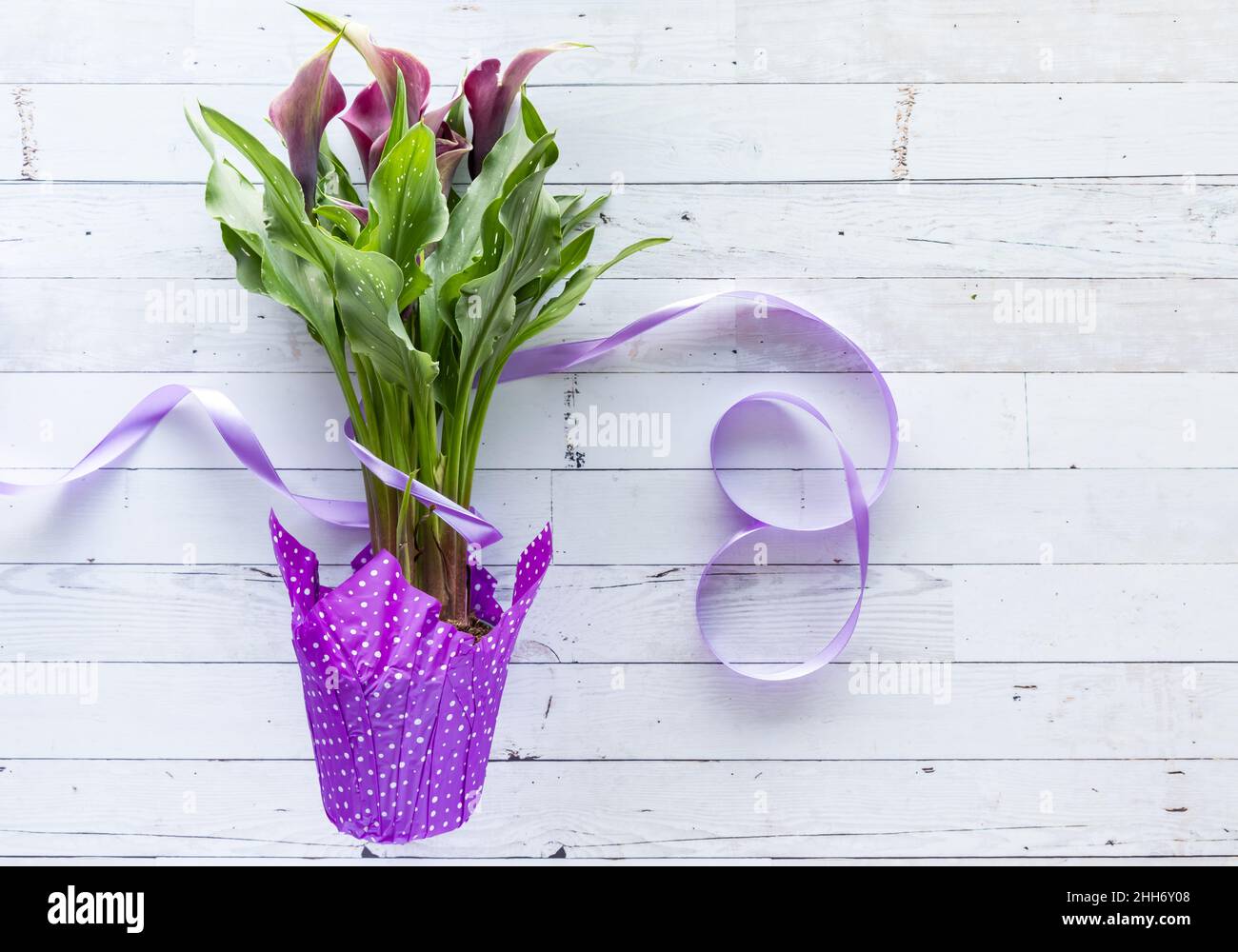 Un bouquet de Cala Lilies violettes avec un ruban violet en forme de huit. Banque D'Images