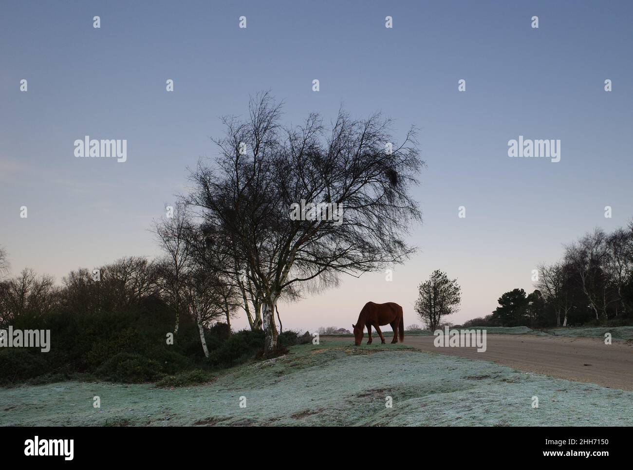 New Forest Pony près de Hatchet Pond dans la nouvelle forêt Banque D'Images