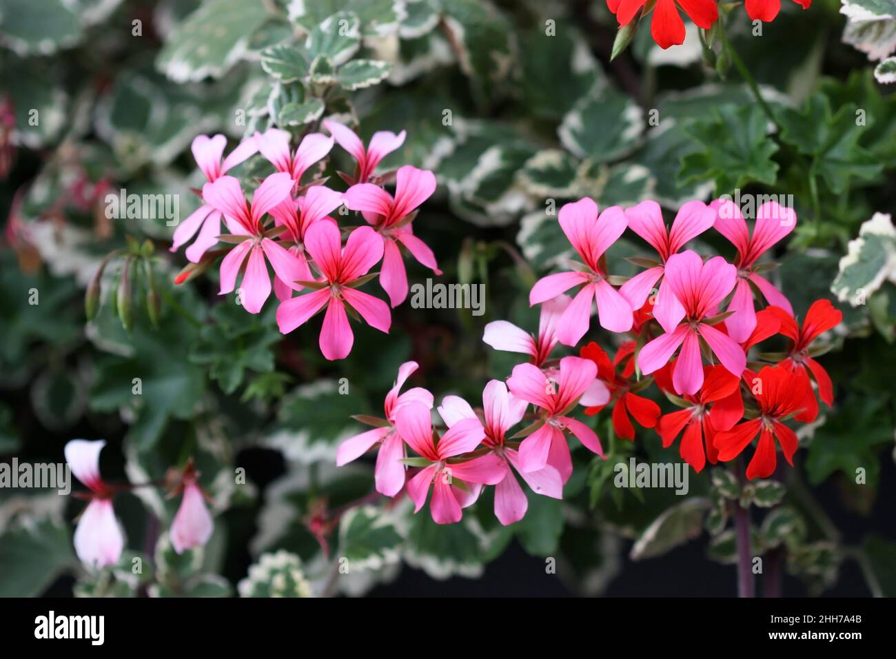 Le géranium fleuri de gros plan.Macro.Magnifique fond de fleur avec des couleurs roses d'un géranium.Pélargonium.Famille Geraniaceae.Copier l'espace. Banque D'Images