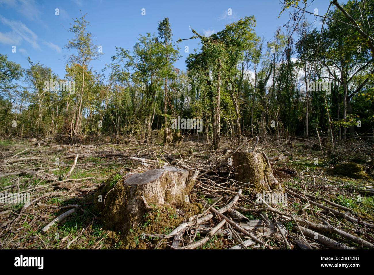 Les frênes (Fraxinus excelsior) tués par la maladie du dépérissement des cendres (Hymenoscypus fraxineus) ont été abattus pendant la gestion des forêts, Lower Woods, Gloucestershire. Banque D'Images