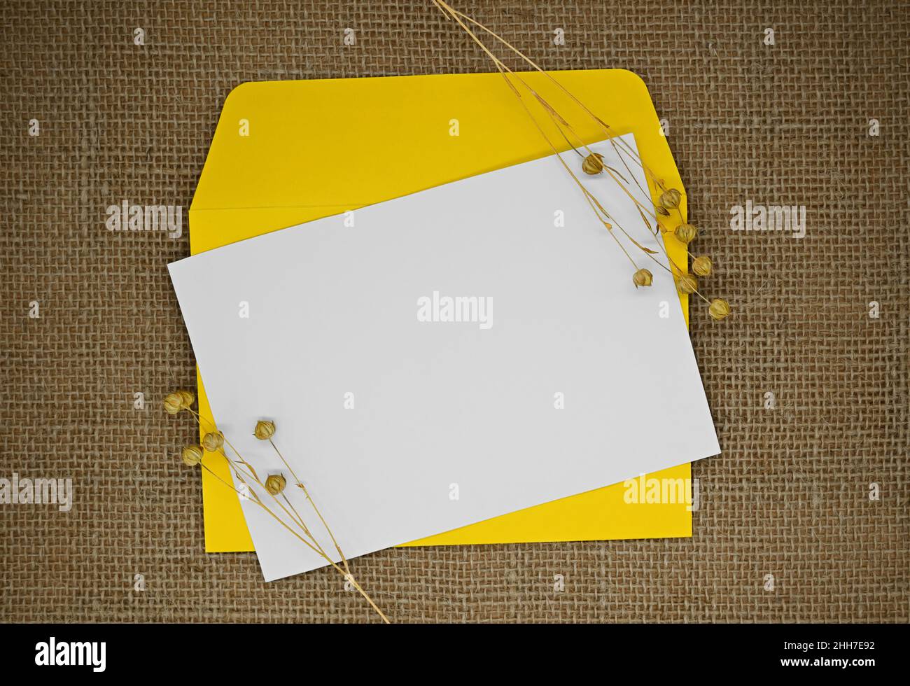 Maquette avec enveloppe et carte vierge.Une enveloppe jaune sur toile de jute.Fleurs séchées (lin sec avec gousses de graines) à côté de l'enveloppe.Minimalisme. Banque D'Images