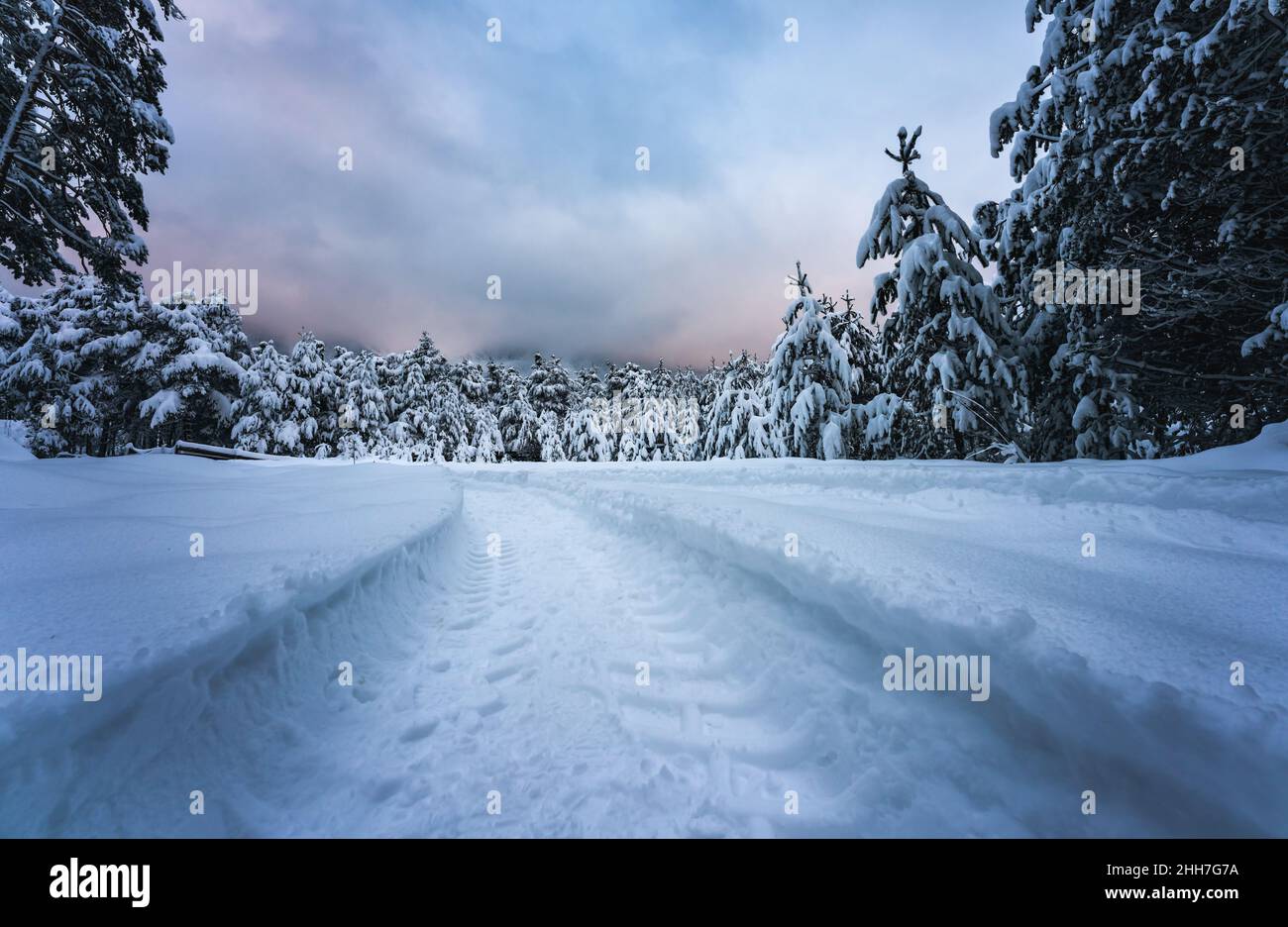 Piste offroad à travers la neige profonde dans la forêt alpine après le coucher du soleil, Wildermieming, Tirol, Autriche Banque D'Images