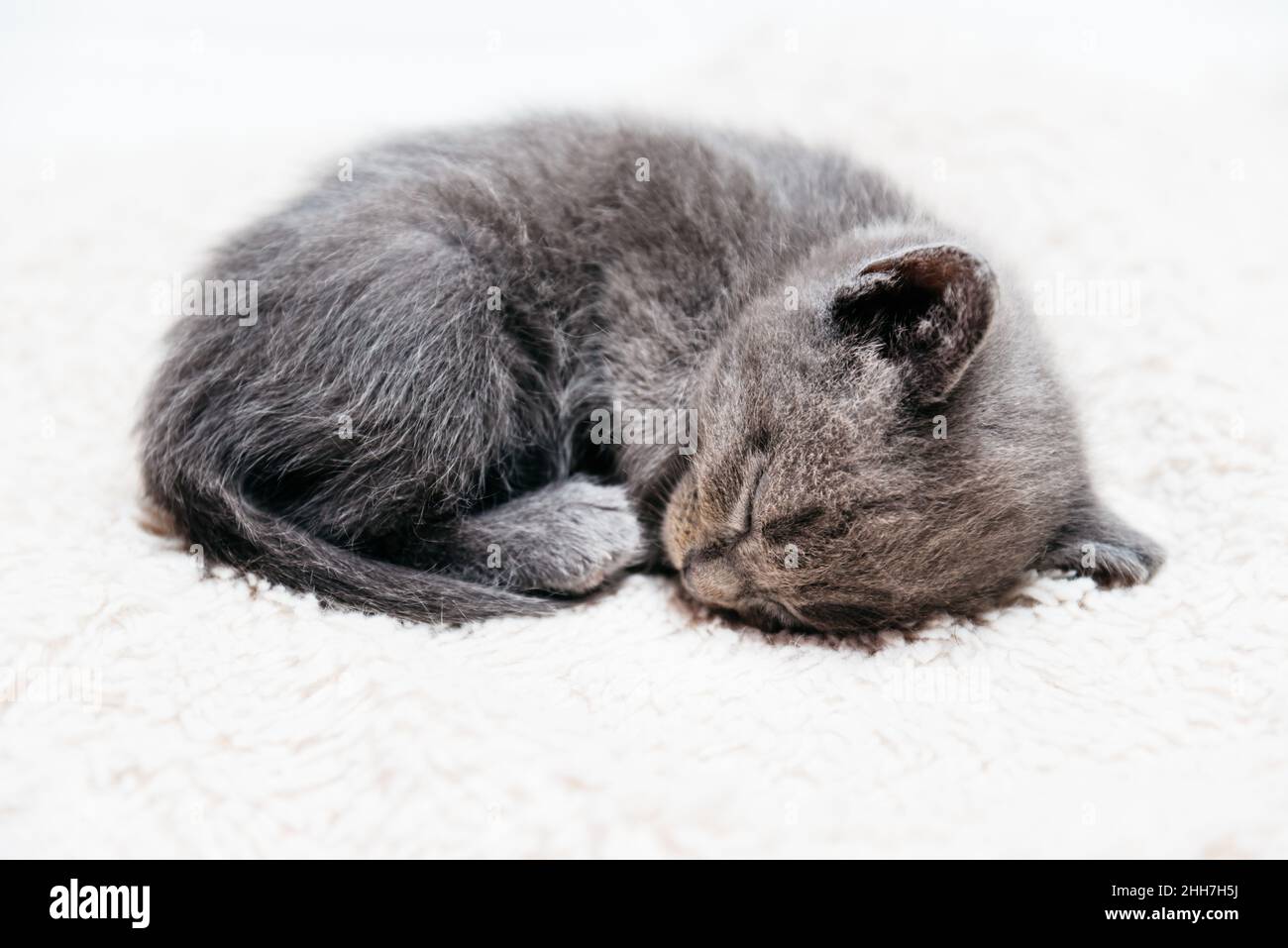 Petit chaton de couleur grise dormant sur une couverture en fourrure. Banque D'Images