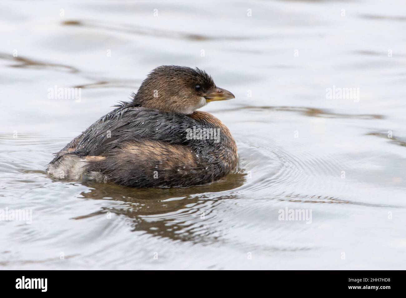 Gros plan sur le grebe à bec de pied (Podilymbus podiceps) au Canada. Banque D'Images