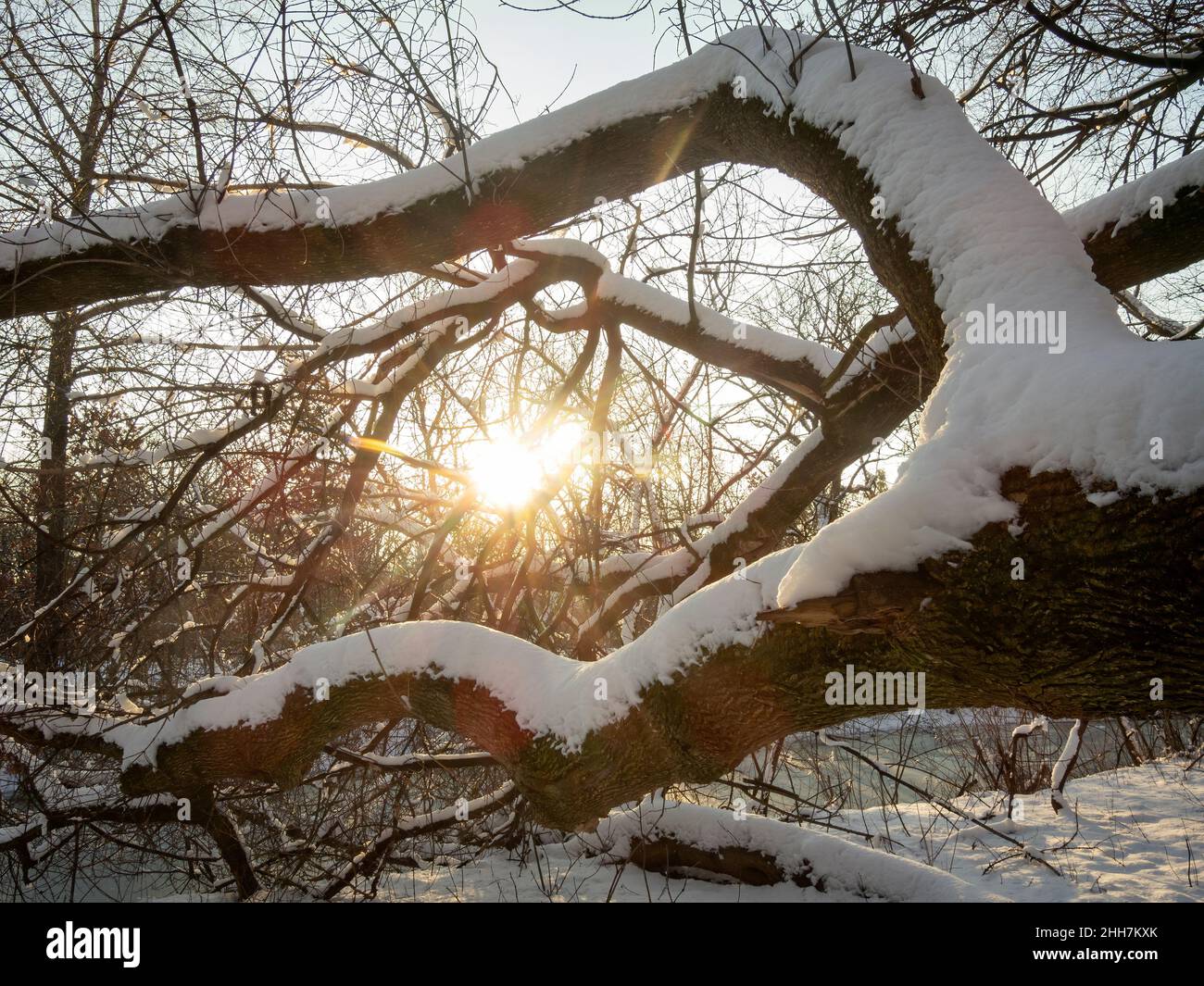 Magnifique coucher de soleil d'hiver dans la forêt.Le soleil couchant brille à travers les branches de l'arbre Banque D'Images