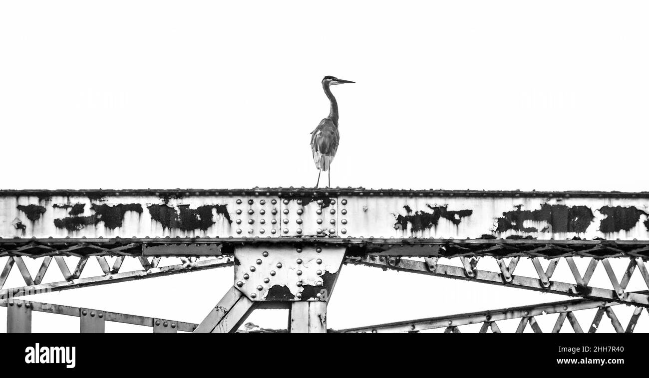 Heron monochrome sur un chemin de fer Banque D'Images