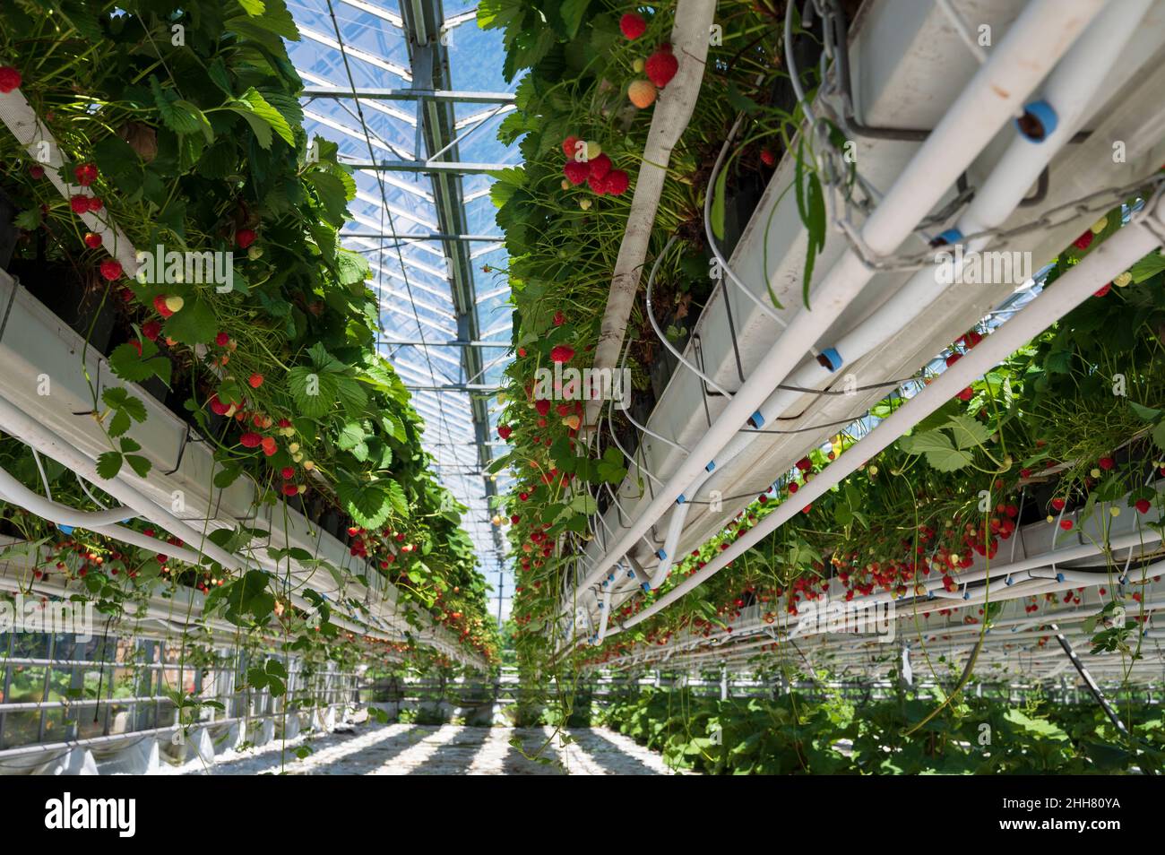 Serre de verre hollandais, culture de fraises, rangées de fraises en  croissance Photo Stock - Alamy
