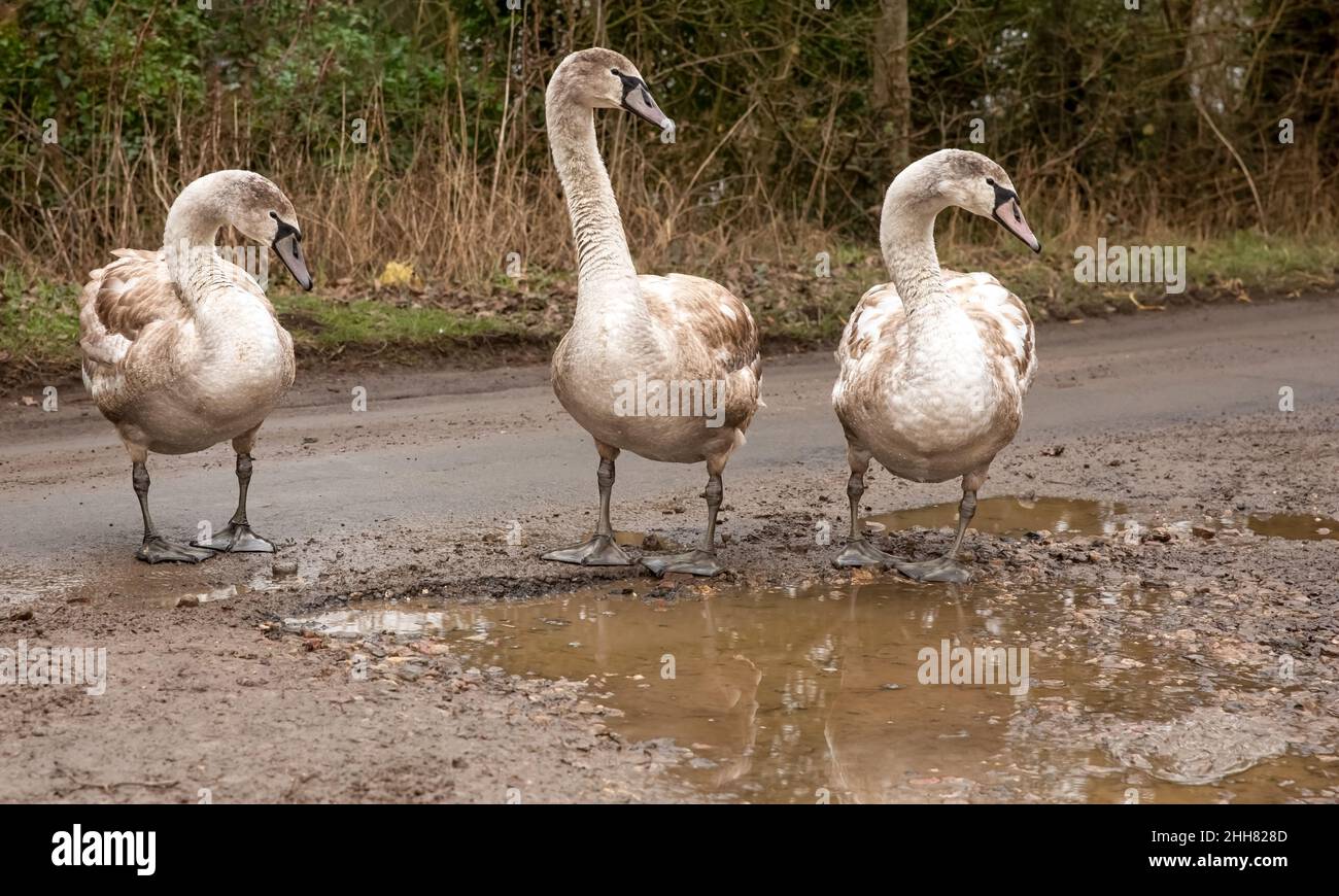 Gros plan de trois cygnets de cygne muets bien cultivés sur une voie de campagne, qui trouvent de la soie et des grains dans une flaque boueuse.Nom scientifique: Cygnus olor.Copier l'espace. Banque D'Images