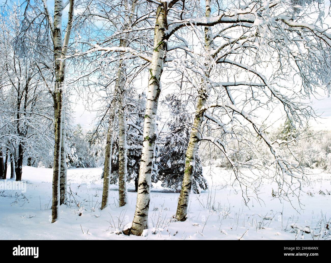 Nouvelle-Angleterre, bouleaux blancs dans les pâturages d'hiver Banque D'Images