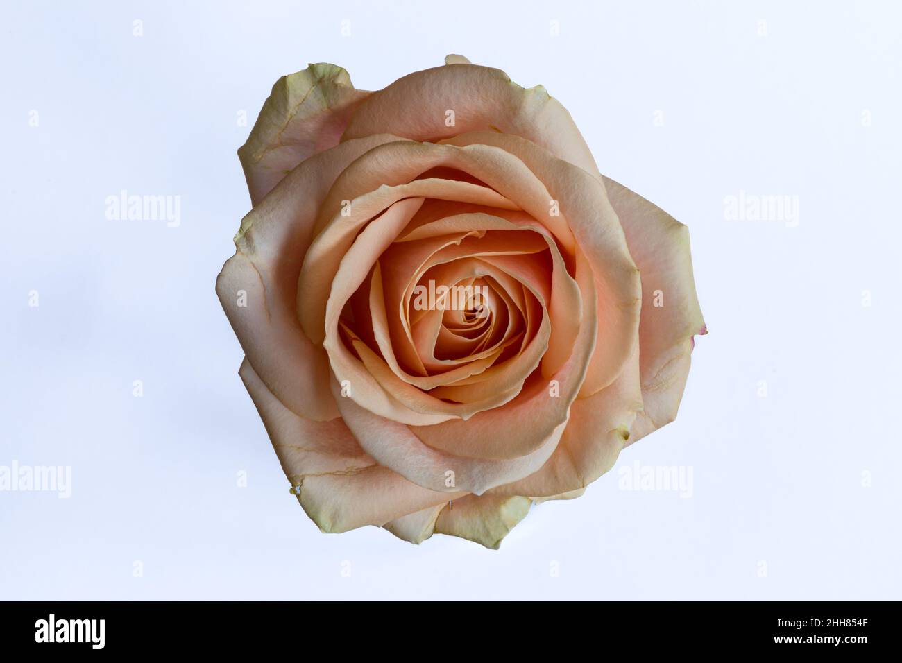 Vue de dessus isolée d'une belle rose rose Banque D'Images