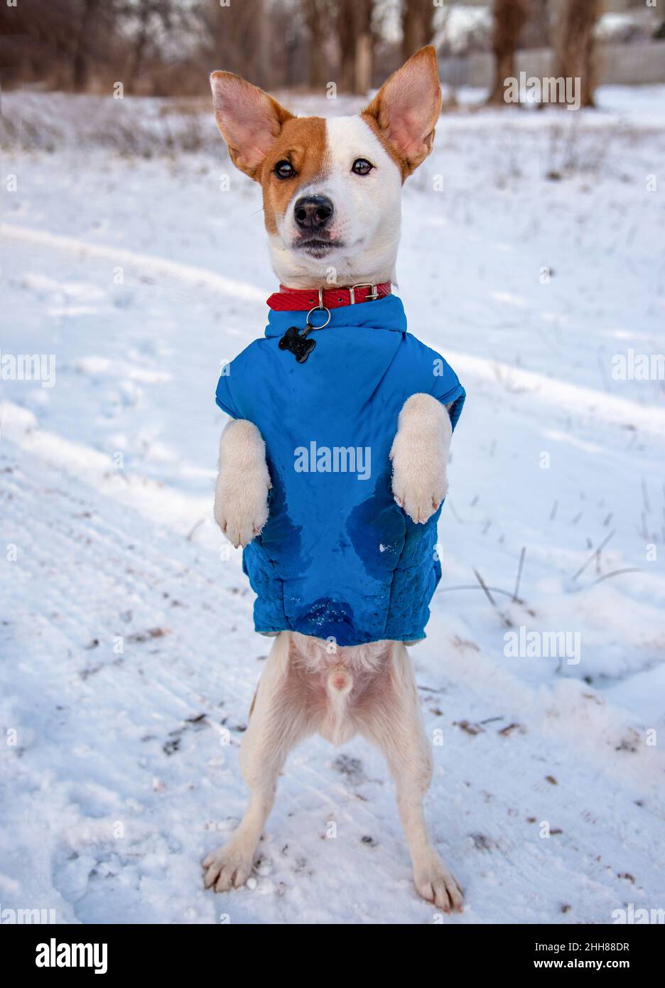 Bicolore Jack Russell Terrier debout sur les pattes arrière sur la neige dehors dans un gilet bleu et collier rouge avec une suspension sous la forme d'un os noir, il lo Banque D'Images