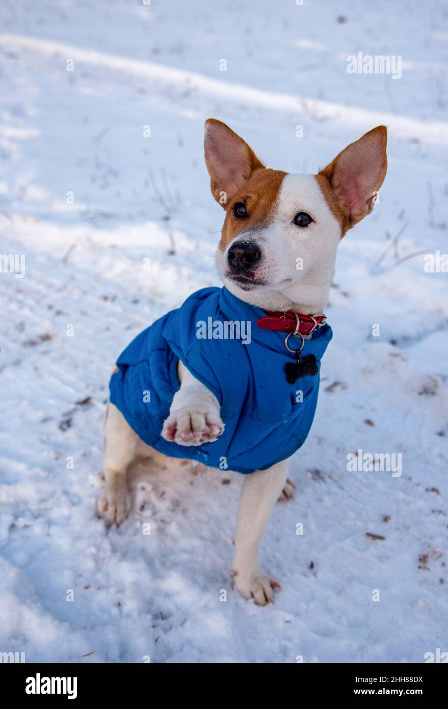 Bicolore Jack Russell Terrier assis sur la neige dehors dans un gilet bleu et collier rouge avec une suspension sous forme d'os noir, il regarde vers le haut sur le Banque D'Images