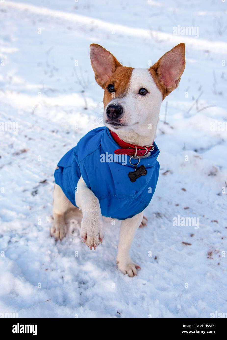 Bicolore Jack Russell Terrier assis sur la neige dehors dans un gilet bleu et collier rouge avec un pendentif en forme d'os noir, il regarde sur la sid Banque D'Images