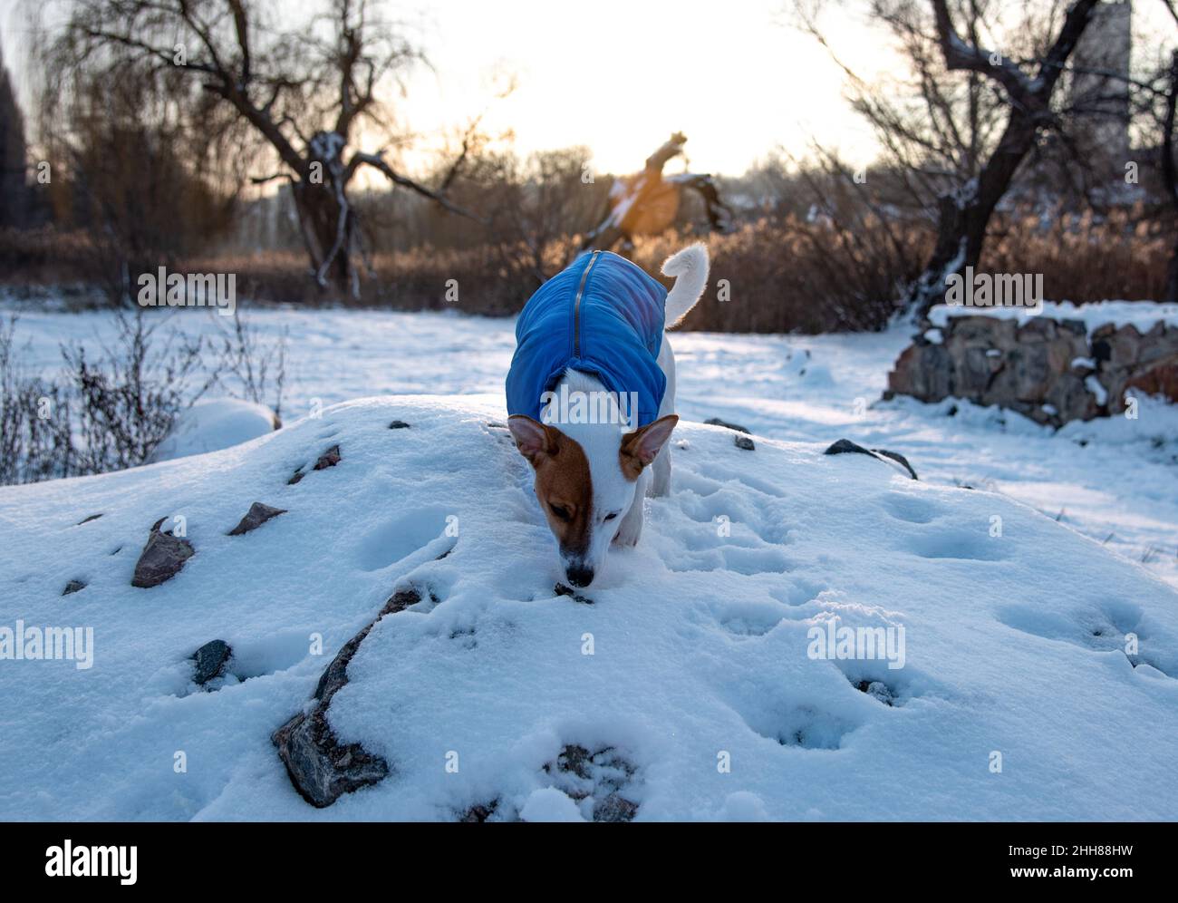 Bicolore Jack Russell Terrier debout sur un mur de briques sur la neige au parc dans un gilet bleu et un col rouge avec une suspension sous forme d'os noir , Banque D'Images