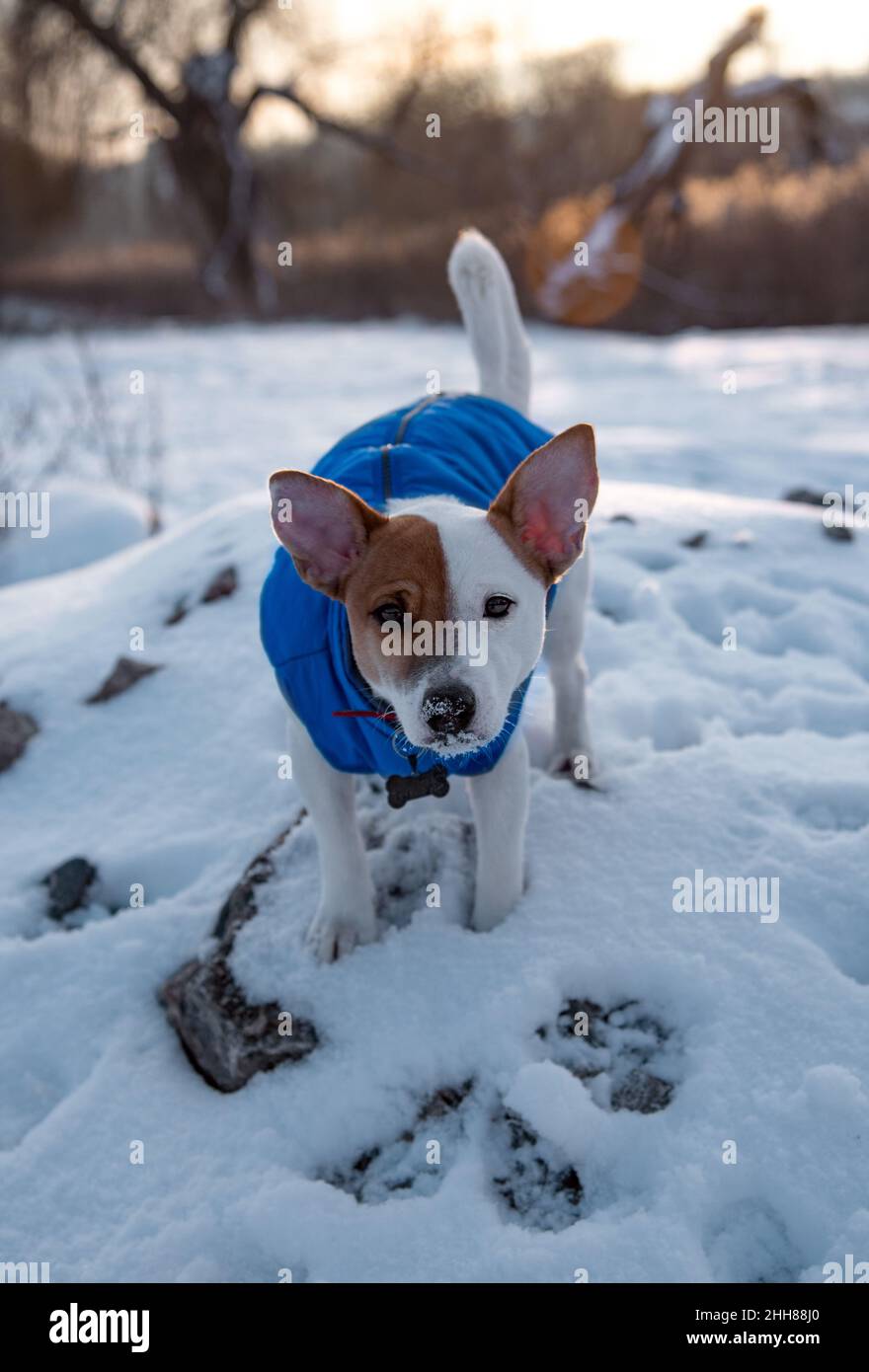 Bicolore Jack Russell Terrier debout sur un mur de briques sur la neige au parc dans un gilet bleu et un col rouge avec une suspension sous forme d'os noir , Banque D'Images