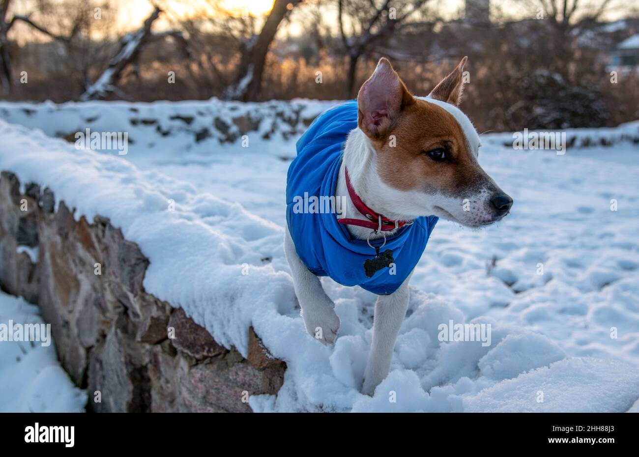 Bicolore Jack Russell Terrier debout sur un mur de briques sur la neige au parc dans un gilet bleu et un col rouge avec une suspension sous forme d'os noir , Banque D'Images