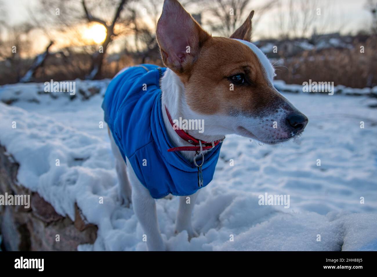 Bicolore Jack Russell Terrier debout sur la neige au parc dans un gilet bleu et collier rouge avec une suspension sous forme d'os noir, regardant sur le Banque D'Images