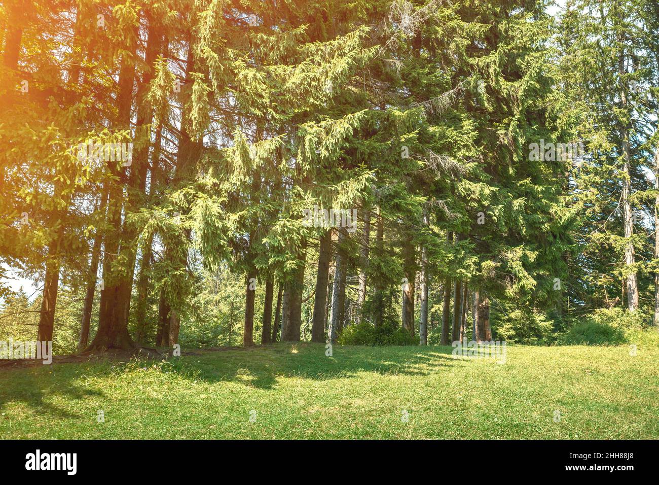 Une rangée d'arbres de Fir sur un flanc de montagne en été. Banque D'Images