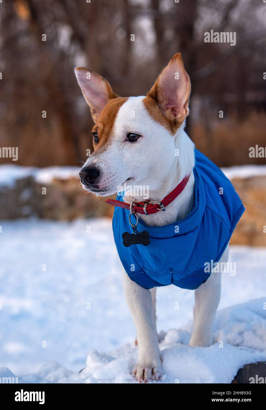 Bicolore Jack Russell Terrier debout sur la neige au parc dans un gilet bleu et collier rouge avec une suspension sous forme d'os noir, regardant sur le Banque D'Images