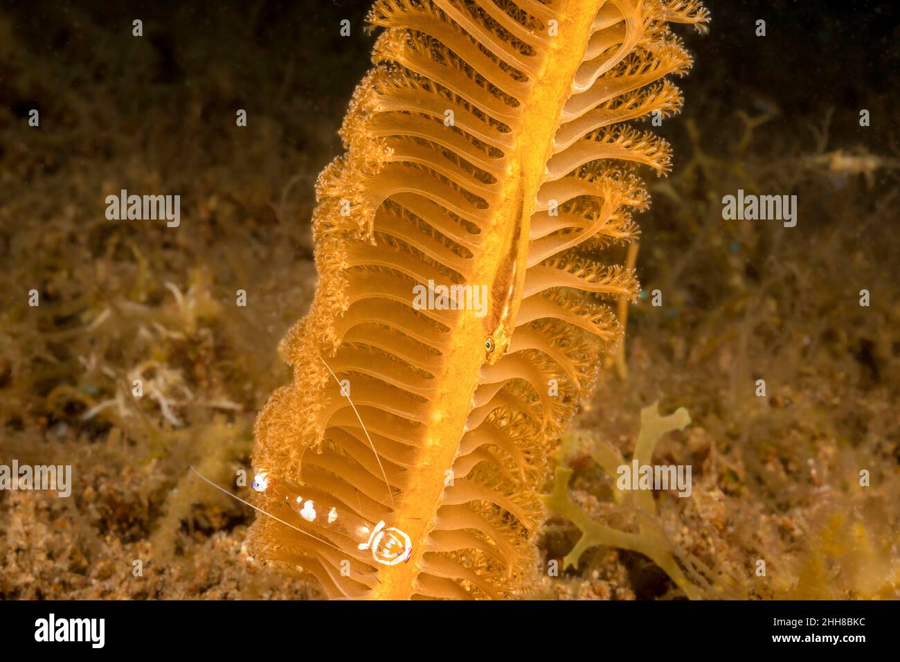 Le gobie du whip de Loki, Bryaninops loki, partage ce seapen, Pteroeides sp., avec une crevette commensale, Ancylomenes magnifilus, Philippines. Banque D'Images