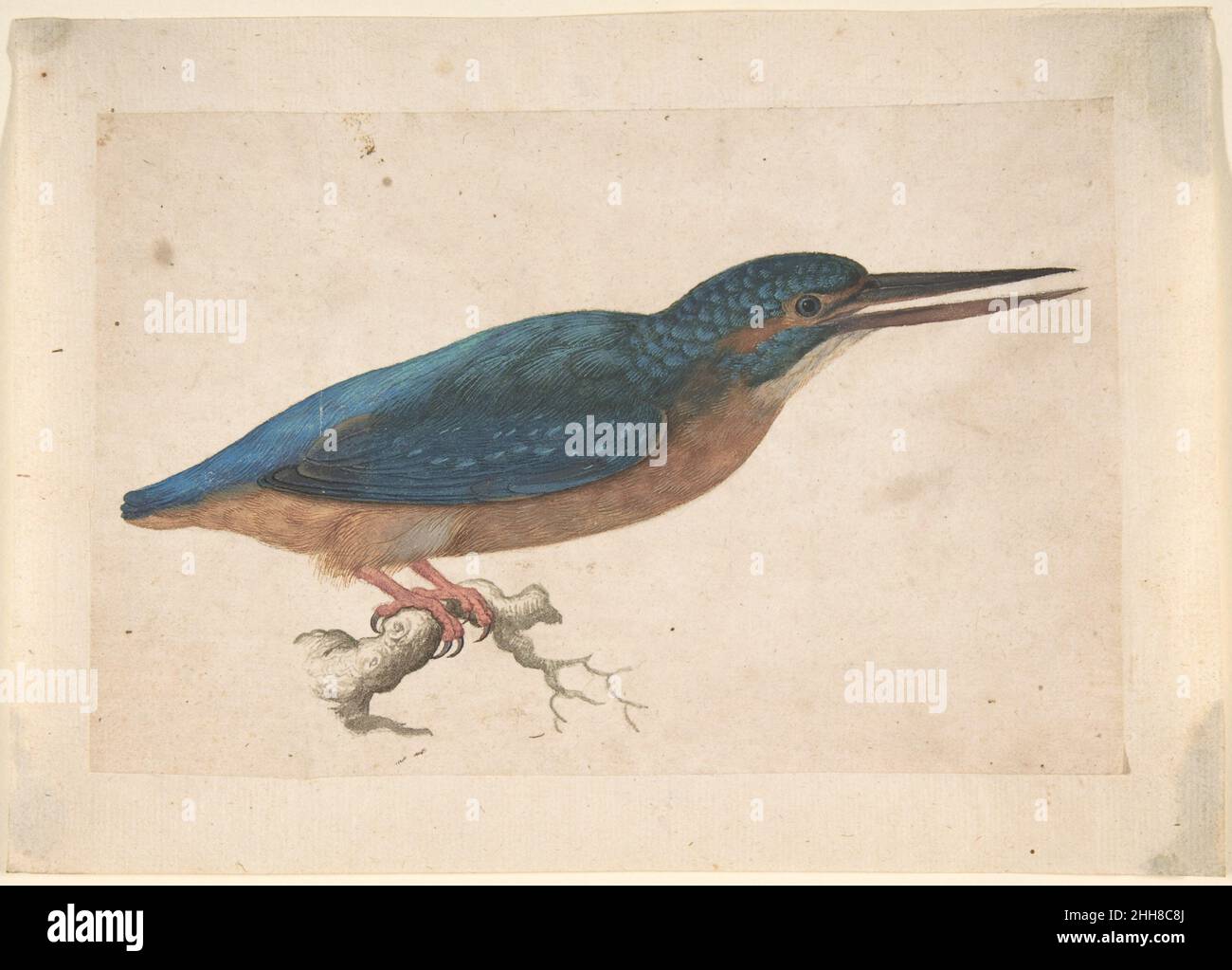 Un Kingfisher sur une branche 16th siècle Jacques le Moyne de morgues Français.Un Kingfisher sur une succursale 364536 Banque D'Images