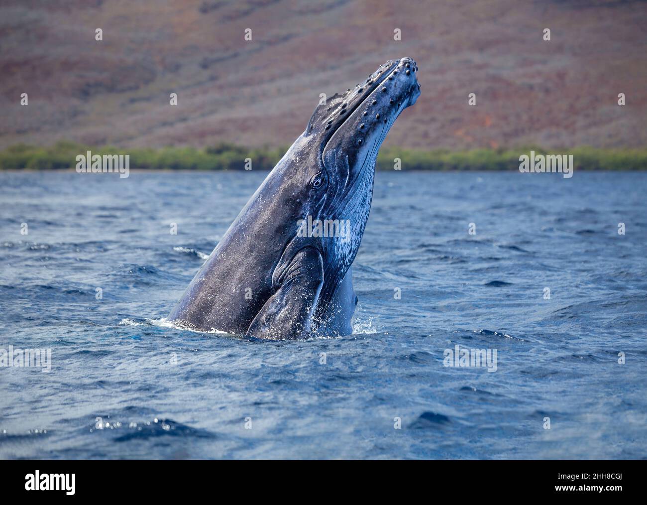 Cette baleine à bosse braconneuse, Megaptera novaeangliae, se trouve en face de l'île de Lanai, à Hawaï. Banque D'Images
