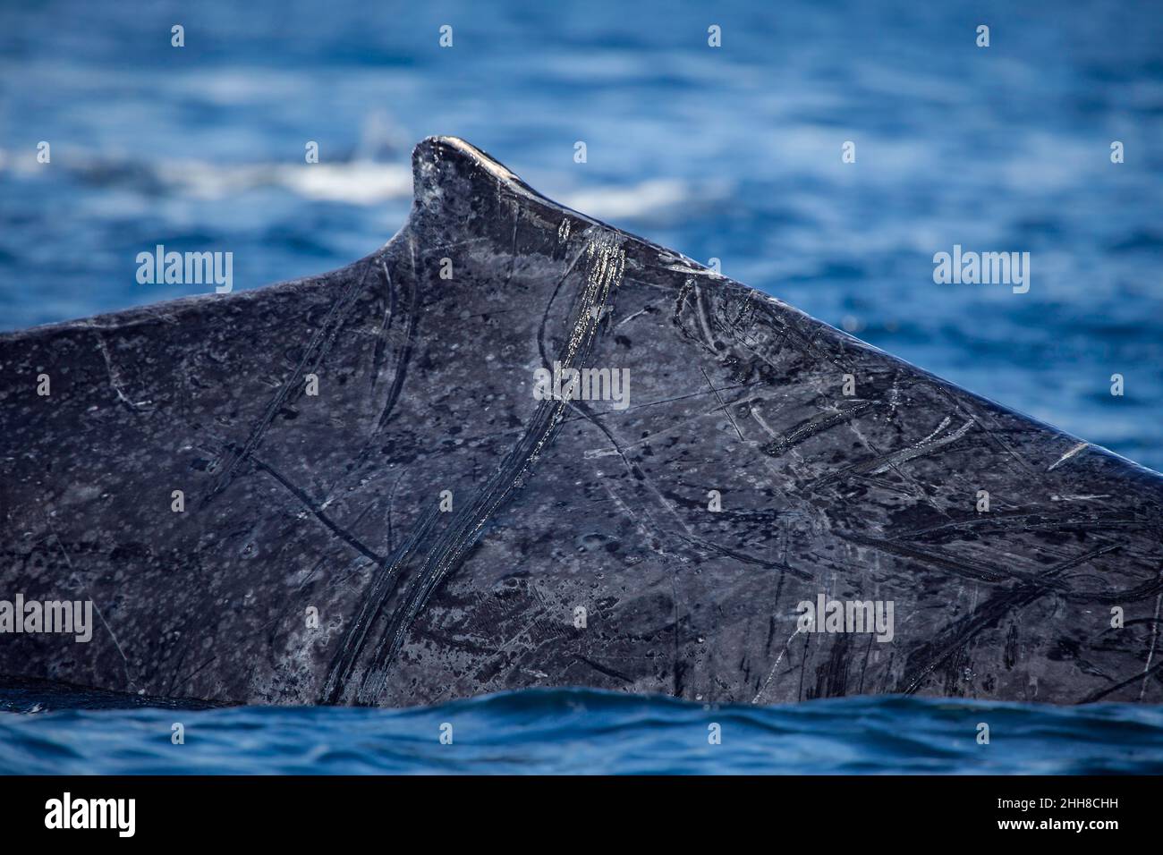 Un regard étroit sur la nageoire dorsale et les cicatrices sur le côté d'une baleine à bosse, Megaptera novaeangliae, alors qu'elle brise la surface, Hawaï. Banque D'Images