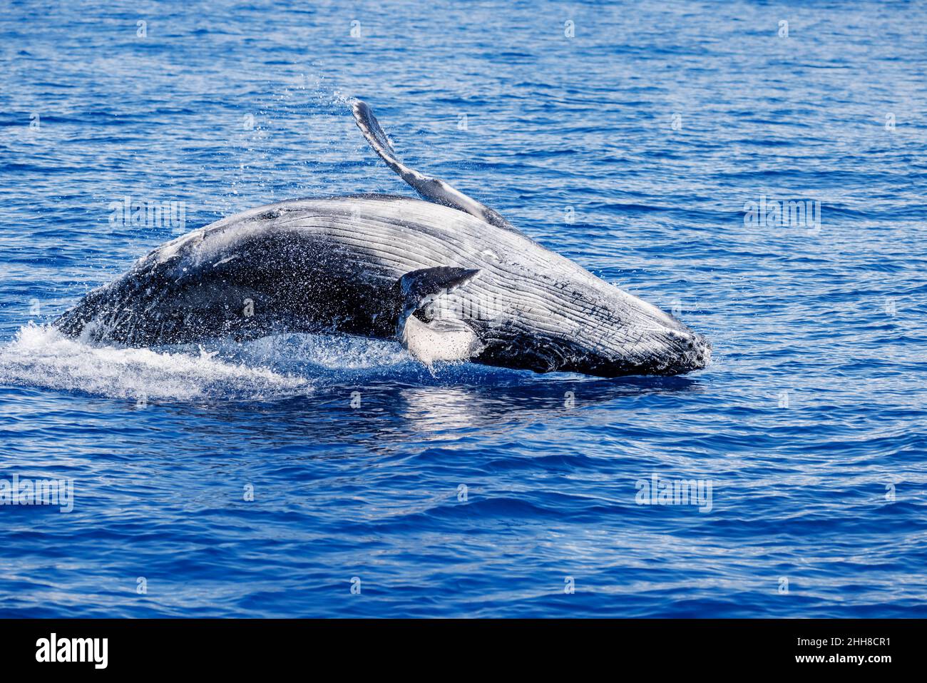 Ce veau de baleine à bosse braconneuse, Megaptera novaeangliae, a probablement environ un mois et teste ses capacités de saut, Hawaii. Banque D'Images