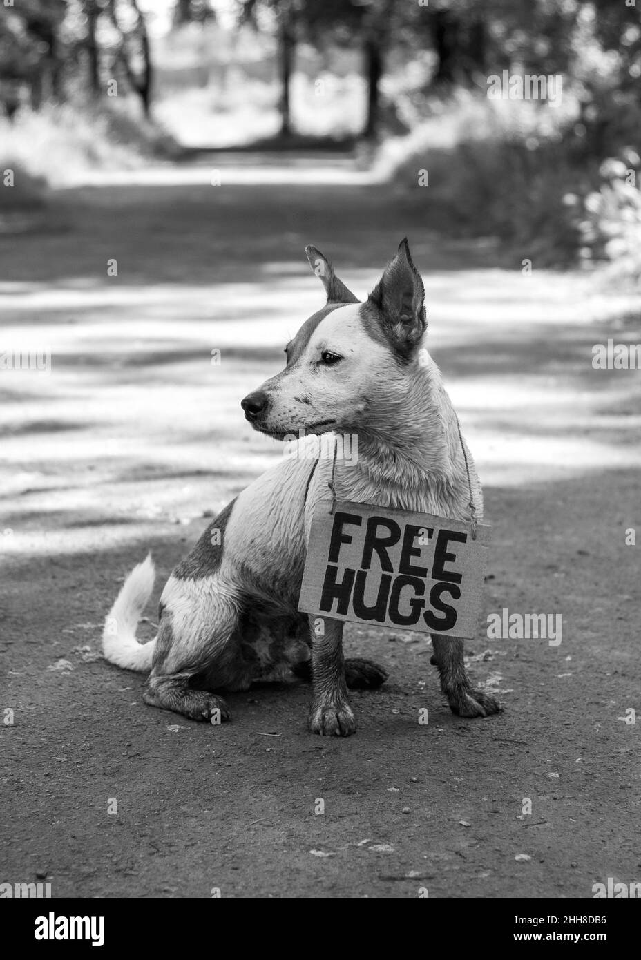 Un chien de race Jack Russell Terrier se trouve à moitié tourné dans la forêt sur un chemin, avec un panneau en carton « Free Hugs » sur son cou. Il est recouvert de boue, encore une fois Banque D'Images