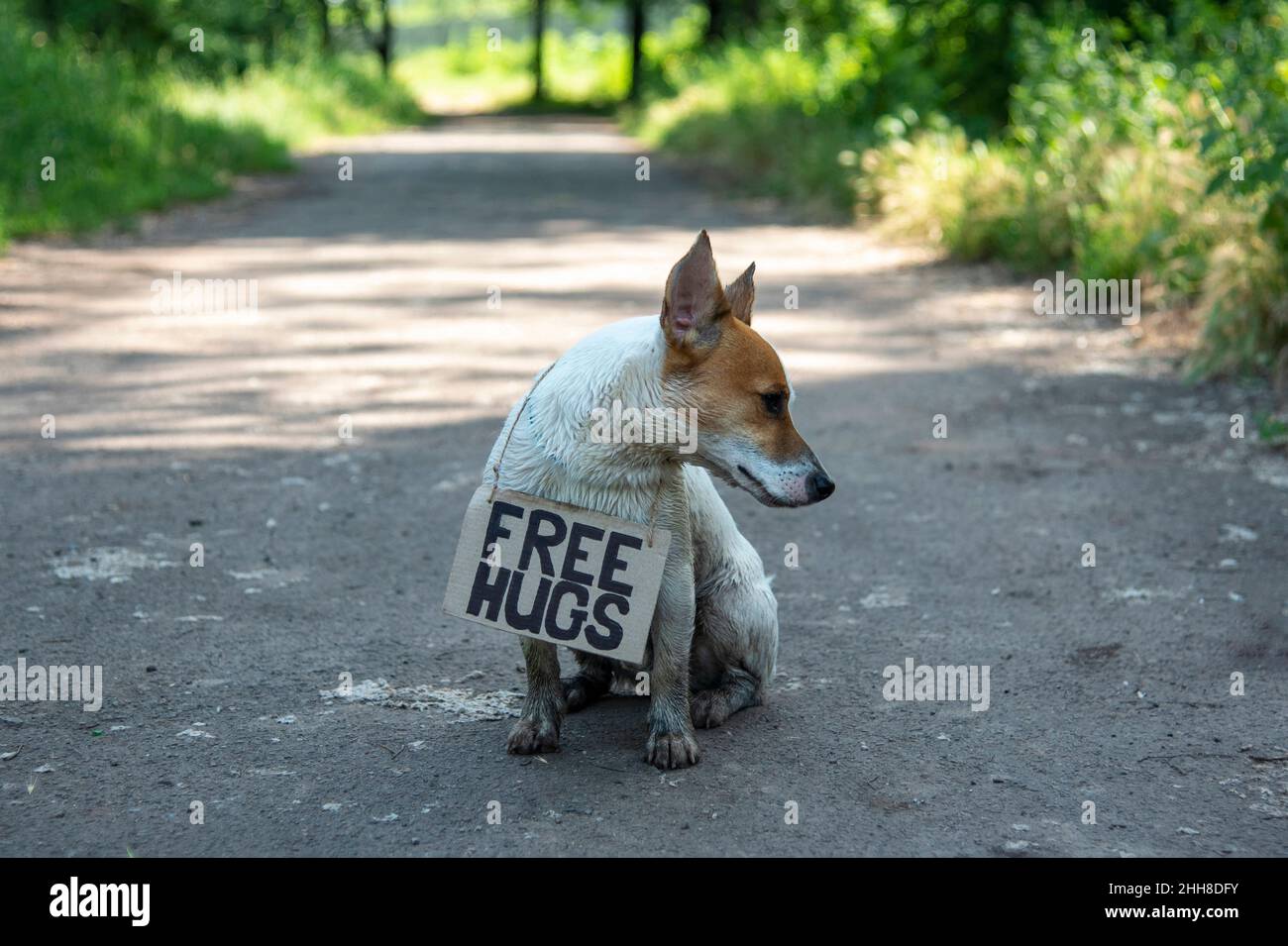 Un chien de race Jack Russell Terrier se trouve dans la forêt sur un chemin, avec un panneau en carton « Free Hugs » sur son cou. Il est couvert de boue, contre un backgro Banque D'Images