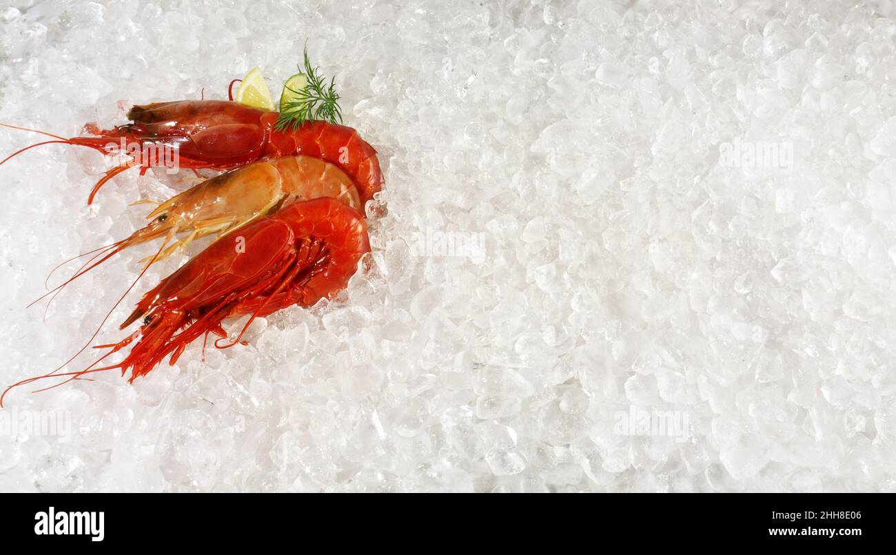 Crevettes et crevettes carabinero sur fond de glace blanc Banque D'Images