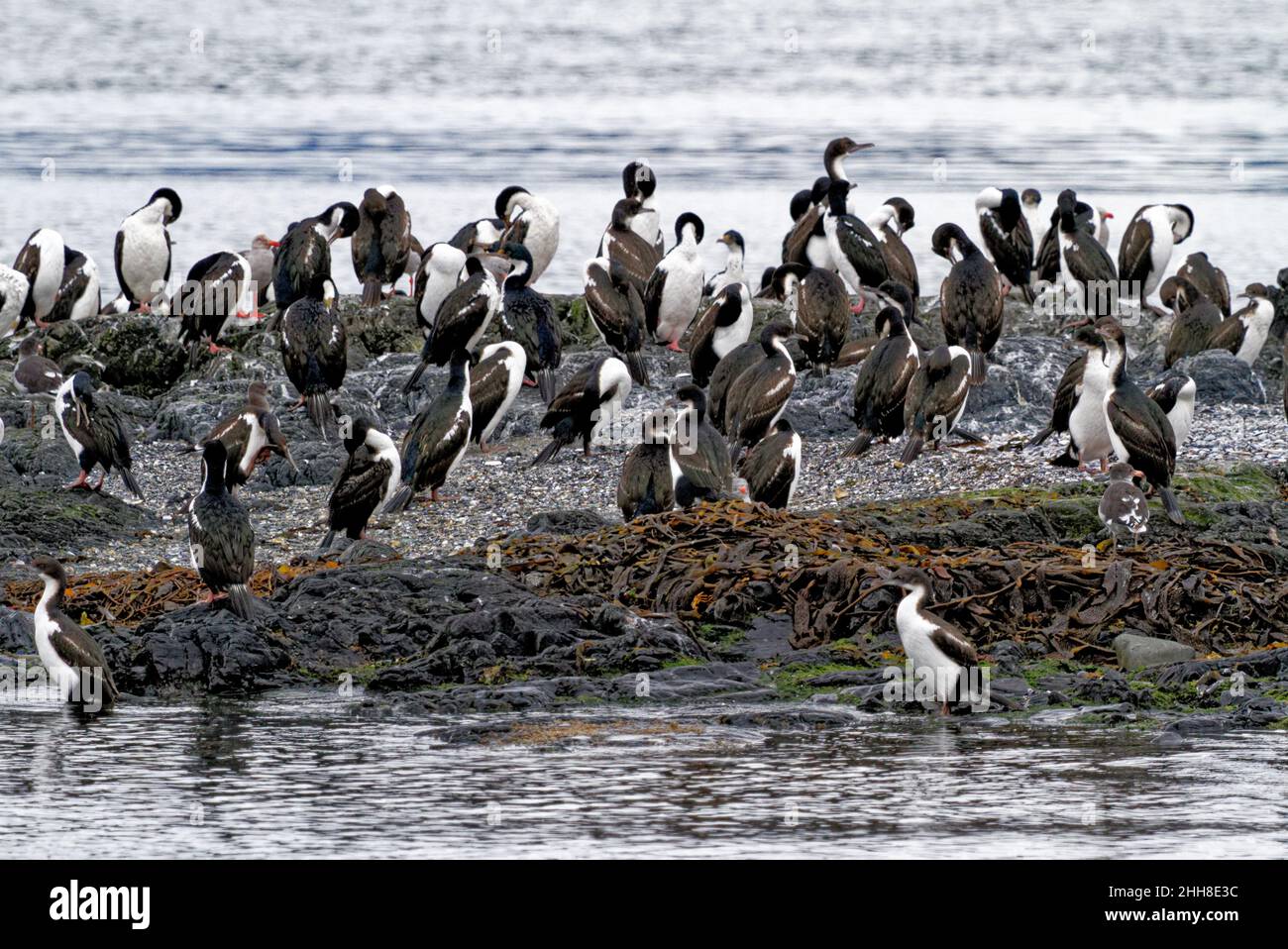 Colonie de cormorans impériaux (Leucocarbo atriceps) dans le chenal Beagle, Ushuaia, Tierra del Fuego, Argentine, Amérique du Sud Banque D'Images