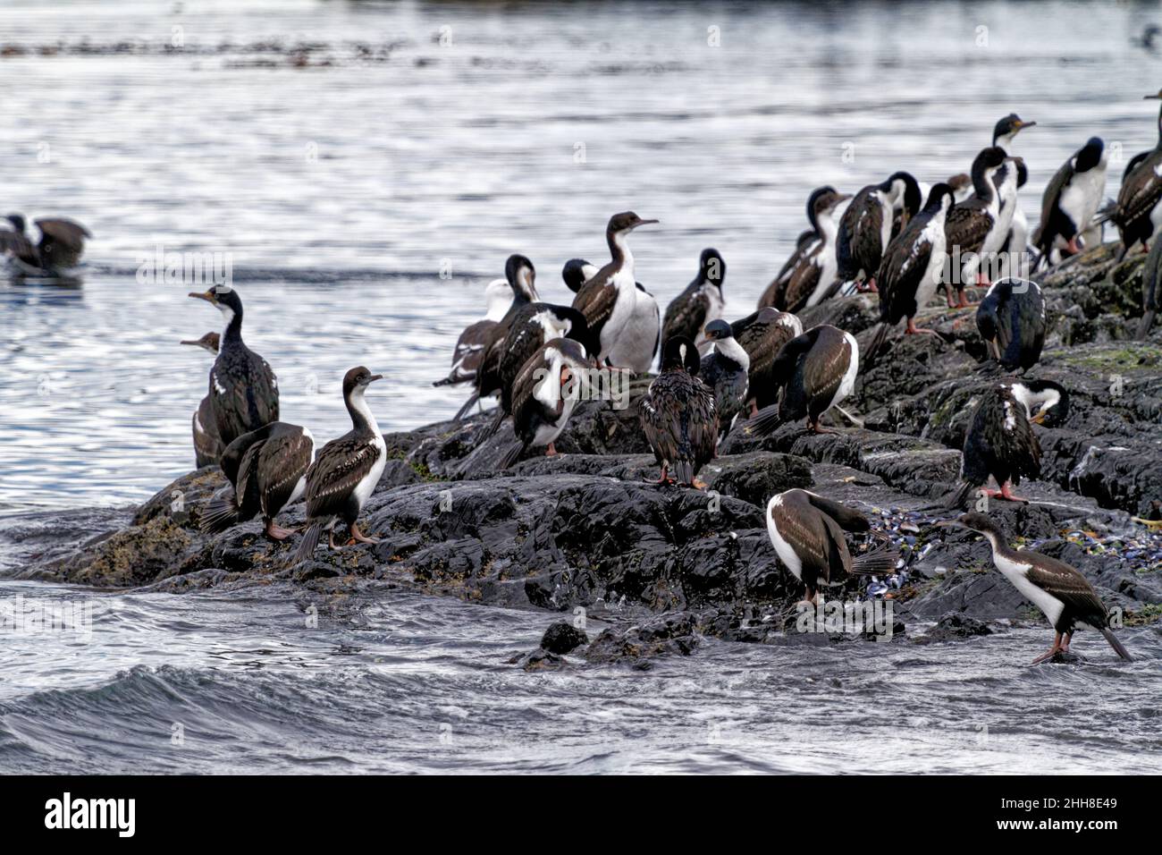 Colonie de cormorans impériaux (Leucocarbo atriceps) dans le chenal Beagle, Ushuaia, Tierra del Fuego, Argentine, Amérique du Sud Banque D'Images
