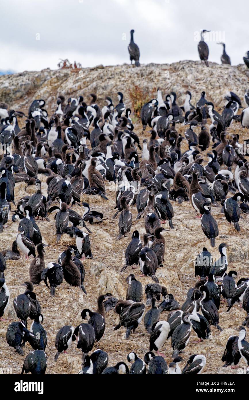 Colonie de cormorans impériaux (Leucocarbo atriceps) dans le chenal Beagle, Ushuaia, Tierra del Fuego, Argentine, Amérique du Sud Banque D'Images