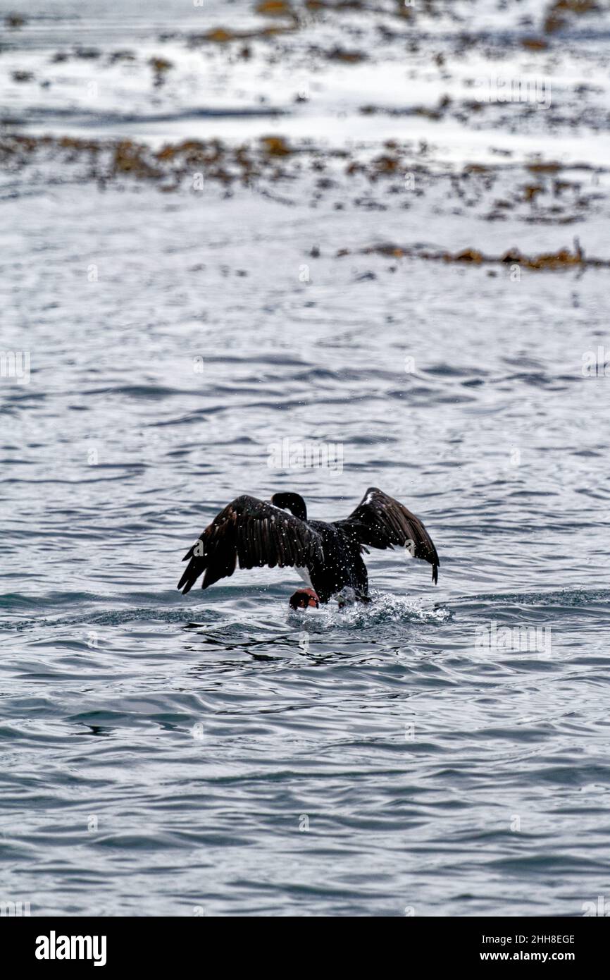 Cormorant volant dans le canal Beagle, Ushuaia, Tierra Del Fuego, Argentine, Amérique du Sud Banque D'Images