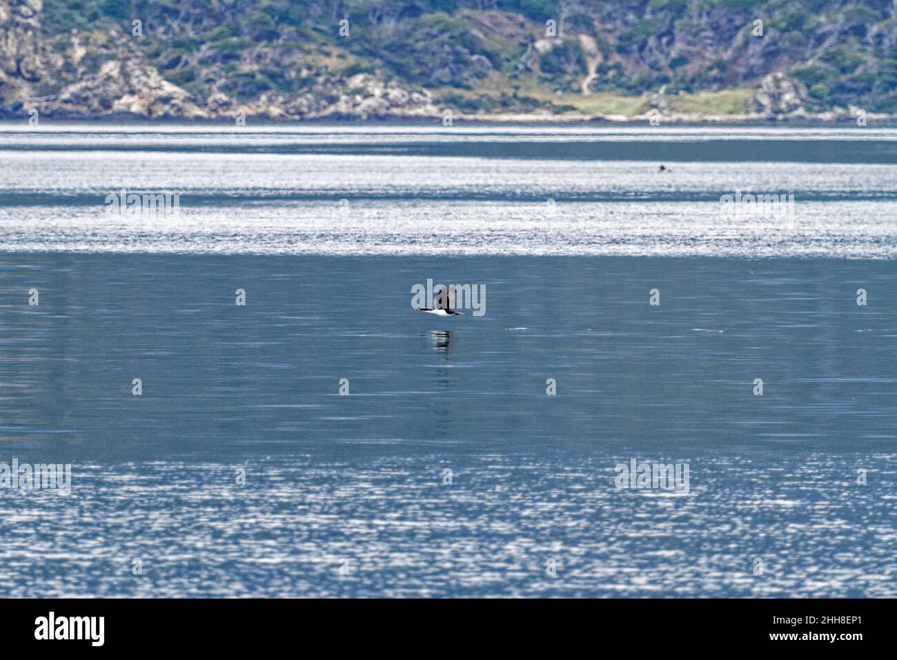 Cormorant volant dans le canal Beagle, Ushuaia, Tierra Del Fuego, Argentine, Amérique du Sud Banque D'Images