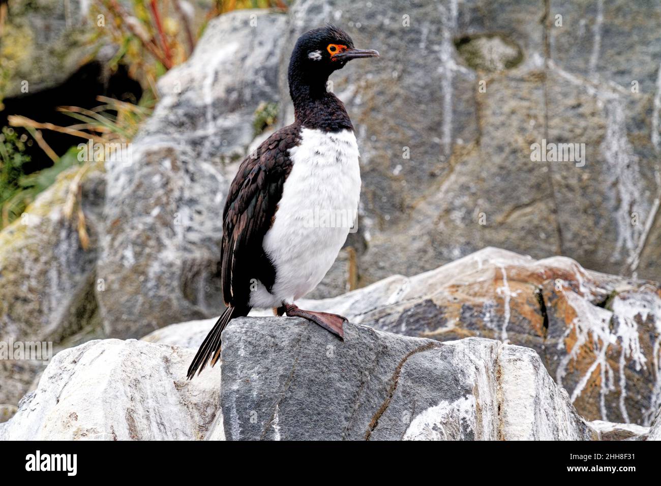Un roi ou cormoran aux yeux bleus dans le canal Beagle, Ushuaia, Tierra del Fuego, Argentine, Amérique du Sud Banque D'Images