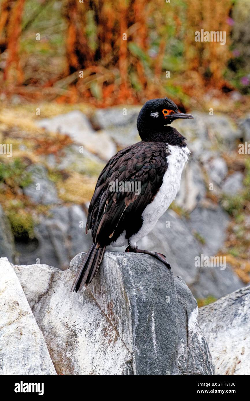 Un roi ou cormoran aux yeux bleus dans le canal Beagle, Ushuaia, Tierra del Fuego, Argentine, Amérique du Sud Banque D'Images